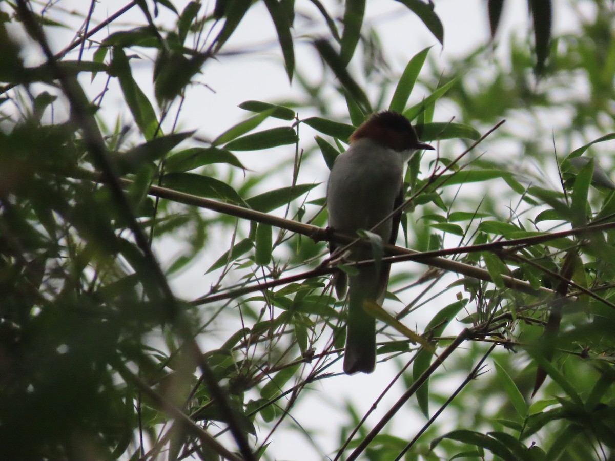 Chestnut Bulbul - ML615577622