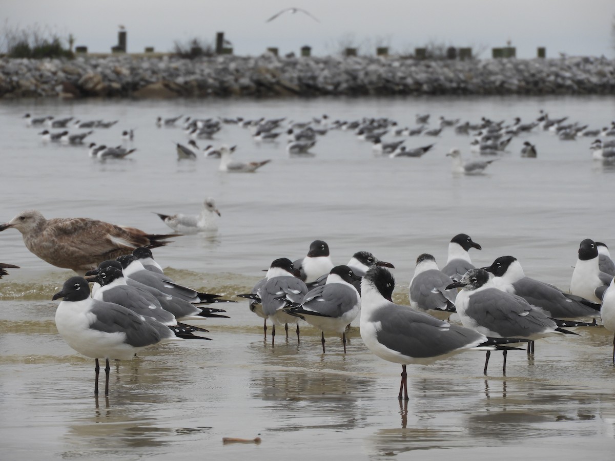 Mouette atricille - ML615577649