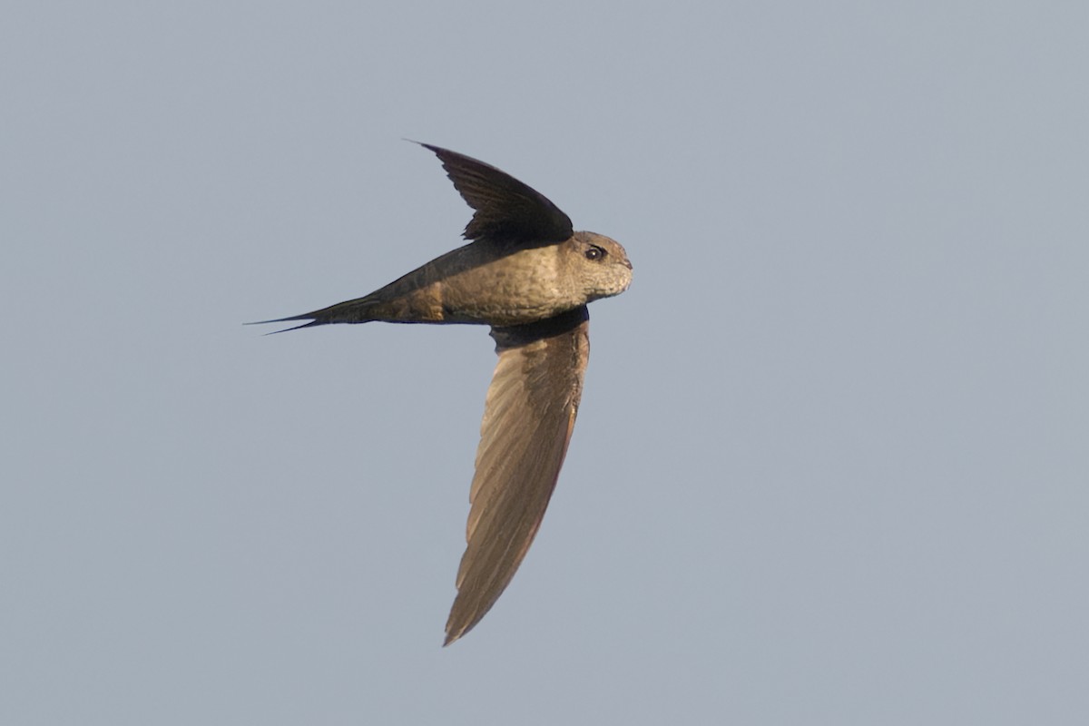 Malagasy Palm Swift - Mario Vigo