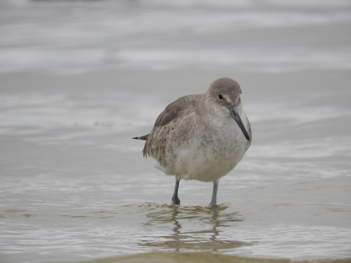 Willet - Thomas Bürgi