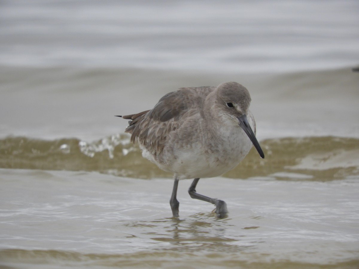 Willet - Thomas Bürgi