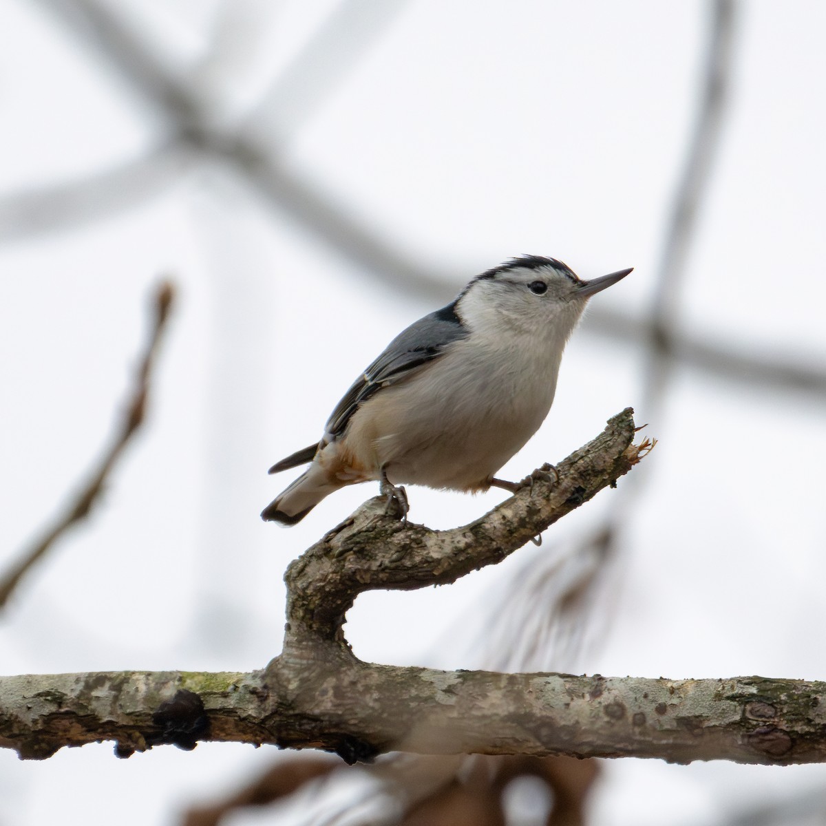 White-breasted Nuthatch - ML615577671