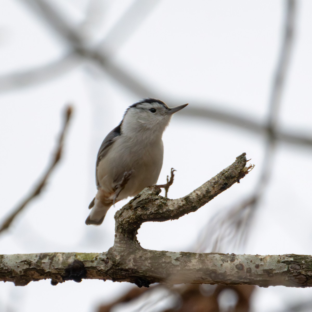 White-breasted Nuthatch - ML615577672