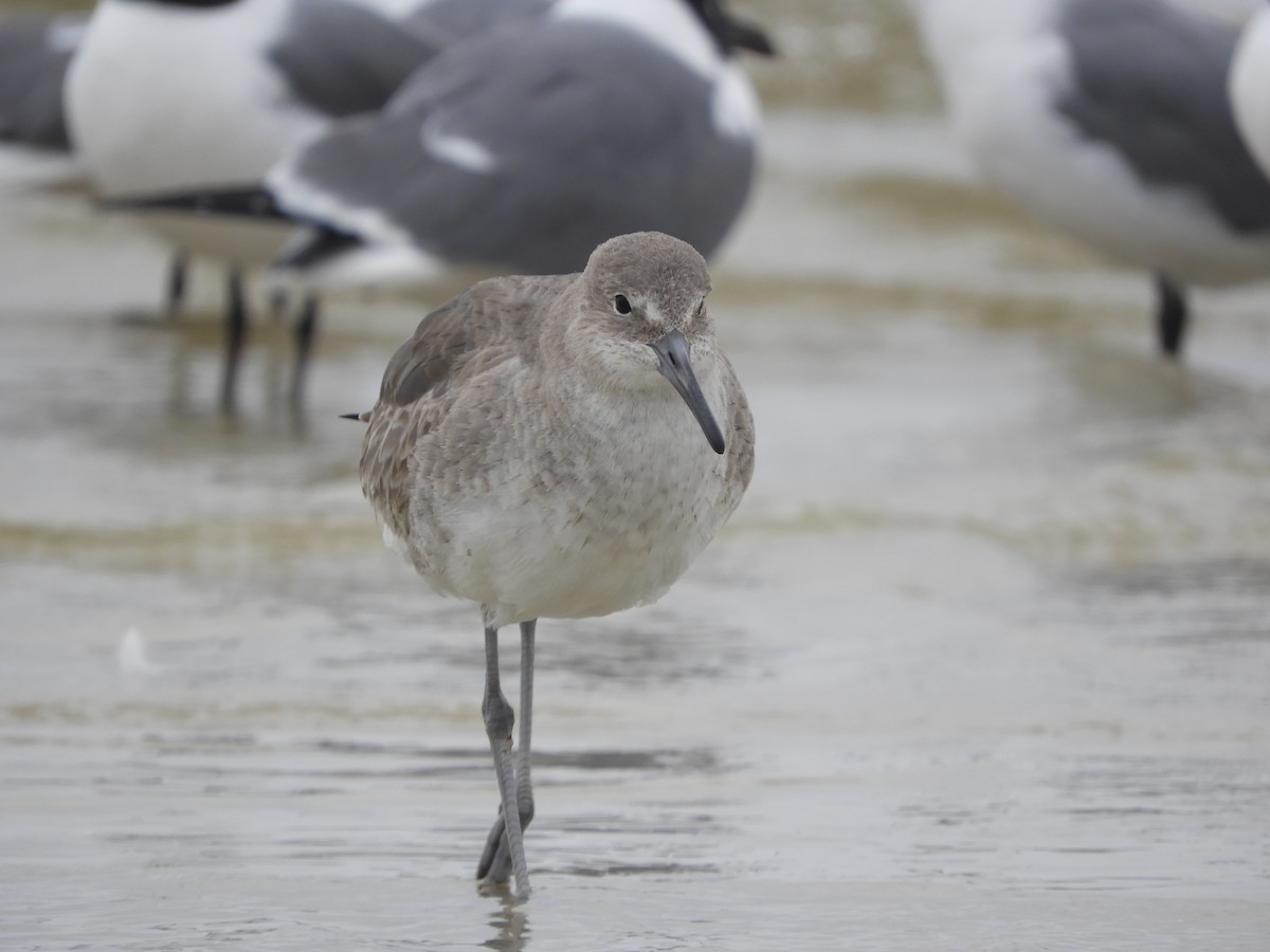 Willet - Thomas Bürgi