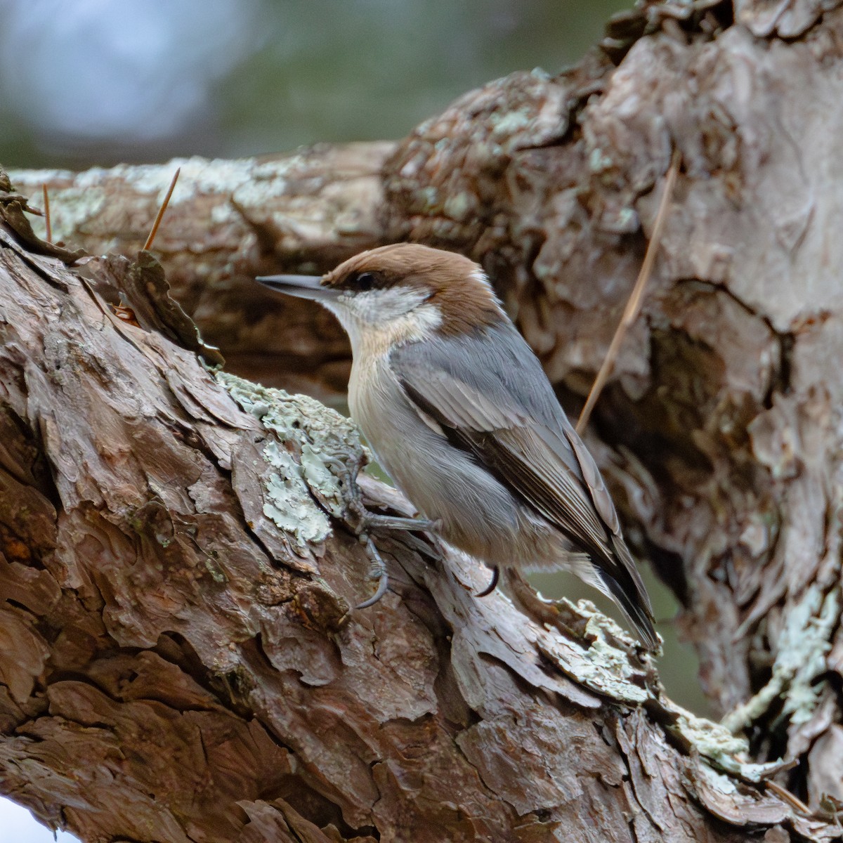 Brown-headed Nuthatch - ML615577686