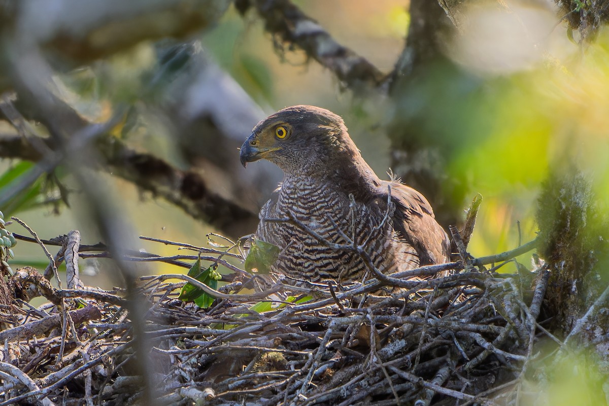 Henst's Goshawk - ML615577697