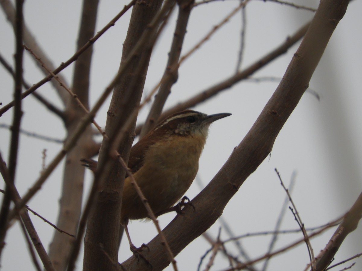 Carolina Wren - Thomas Bürgi