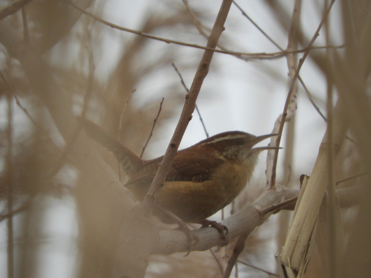 Carolina Wren - ML615577699