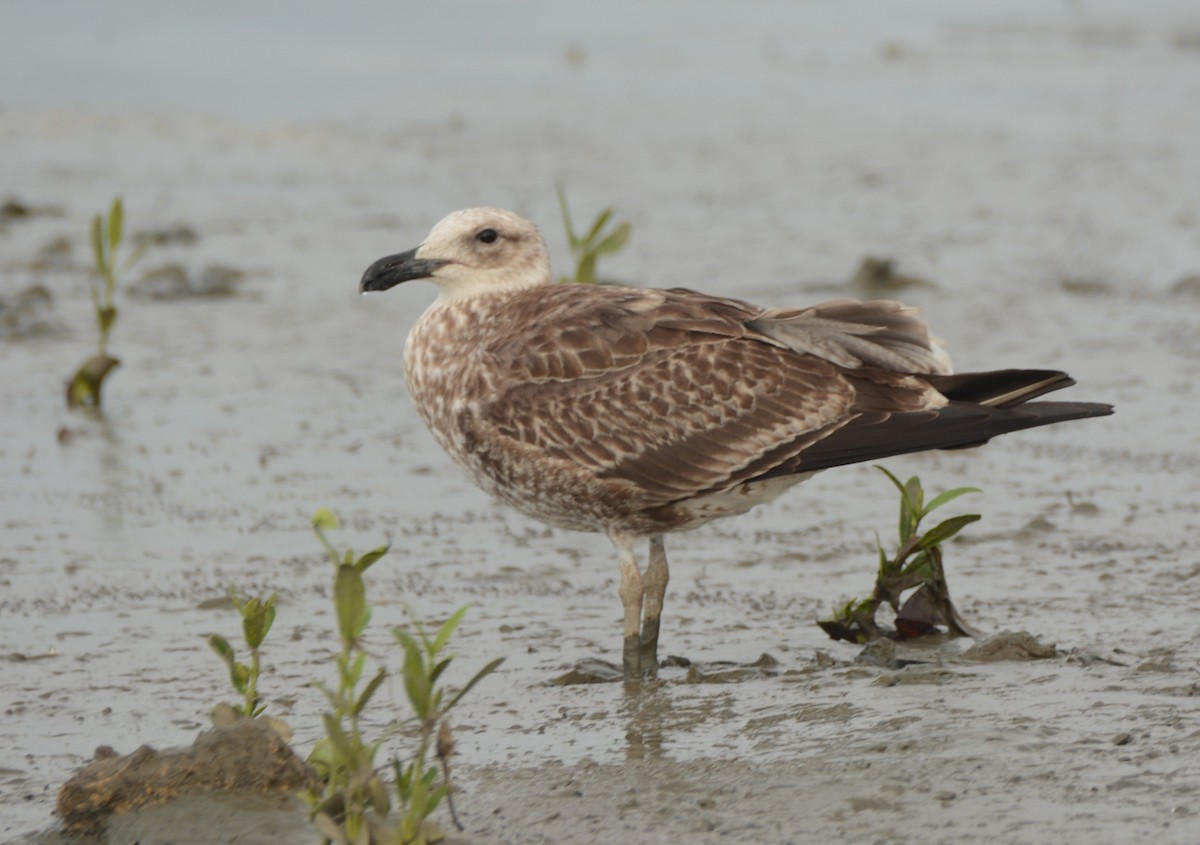 Gaviota Cocinera - ML615577714