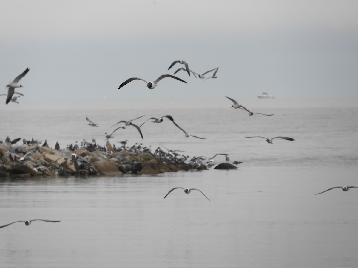 Mouette atricille - ML615577726