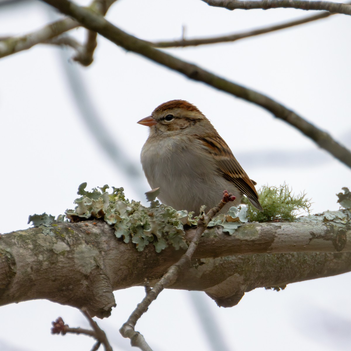 Chipping Sparrow - ML615577772