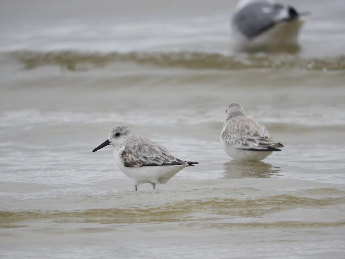 Sanderling - Thomas Bürgi