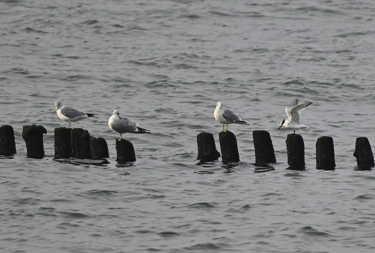 Sandwich Tern - ML615577790