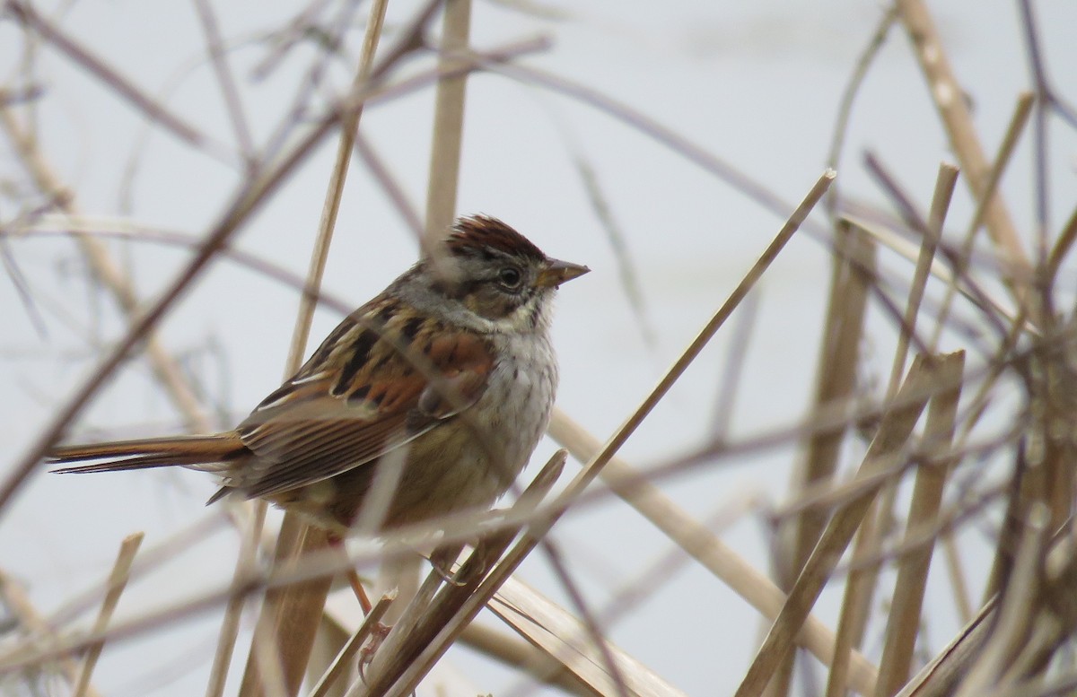 Swamp Sparrow - ML615577849