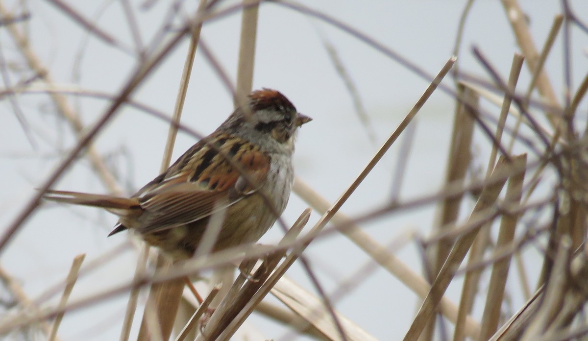 Swamp Sparrow - ML615577850