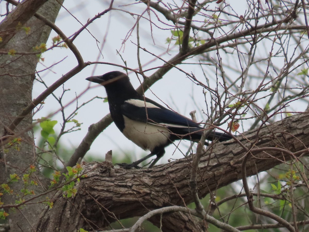 Oriental Magpie - ML615577932