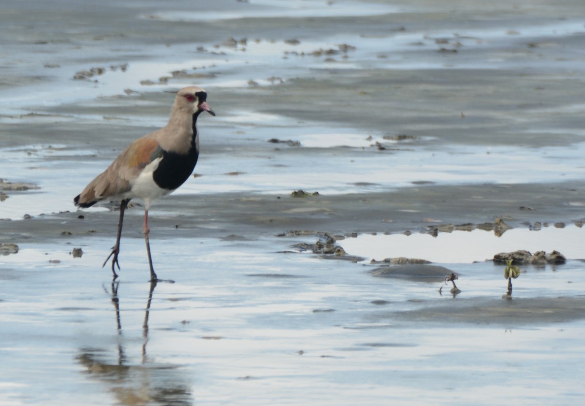 Southern Lapwing - ML615577957