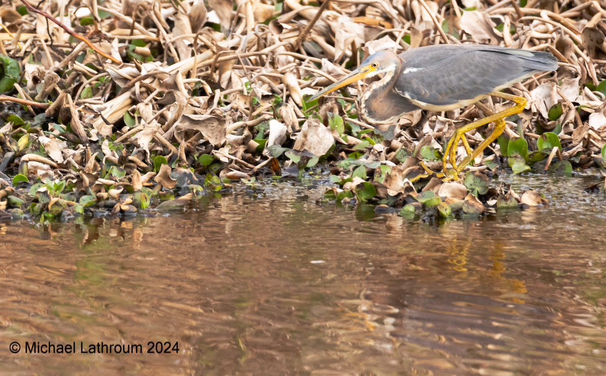 Tricolored Heron - ML615577977