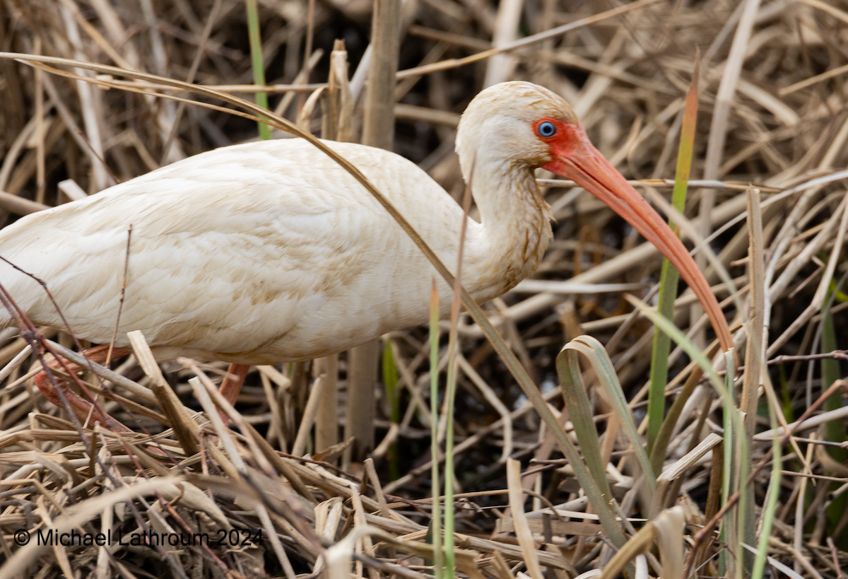 ibis bílý - ML615578019