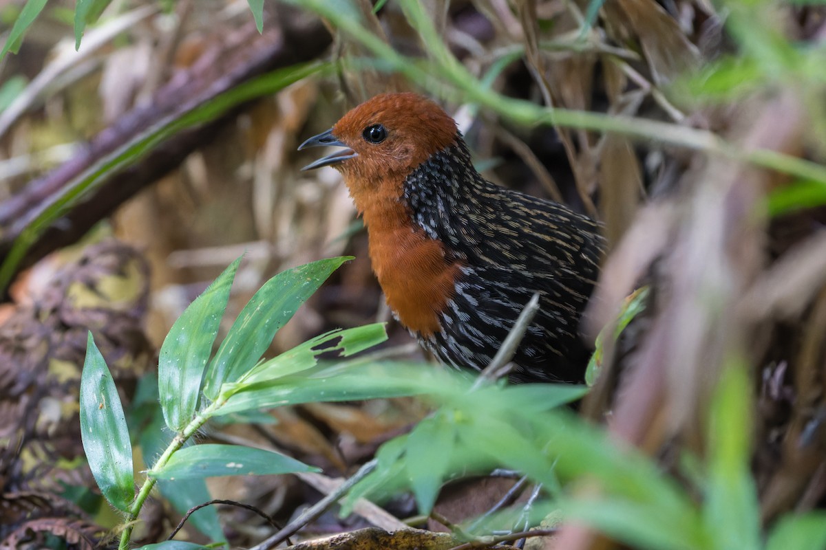 Madagaskar Alacayelvesi - ML615578036