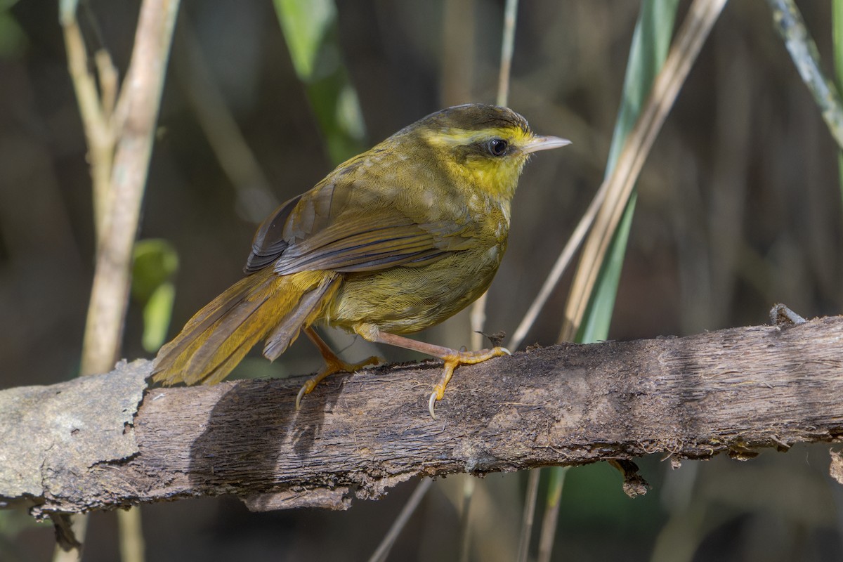 Yellow-browed Oxylabes - Mario Vigo