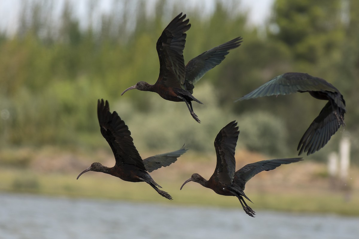 ibis americký - ML615578146