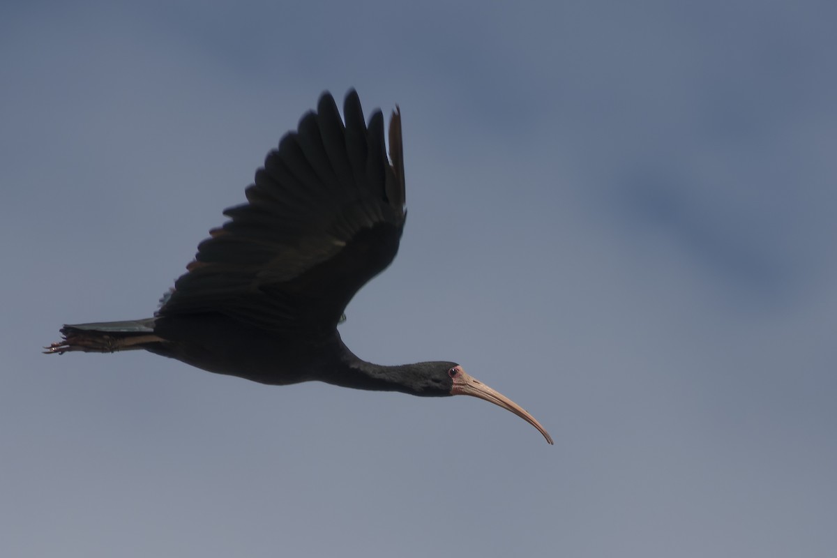 ibis tmavý - ML615578149