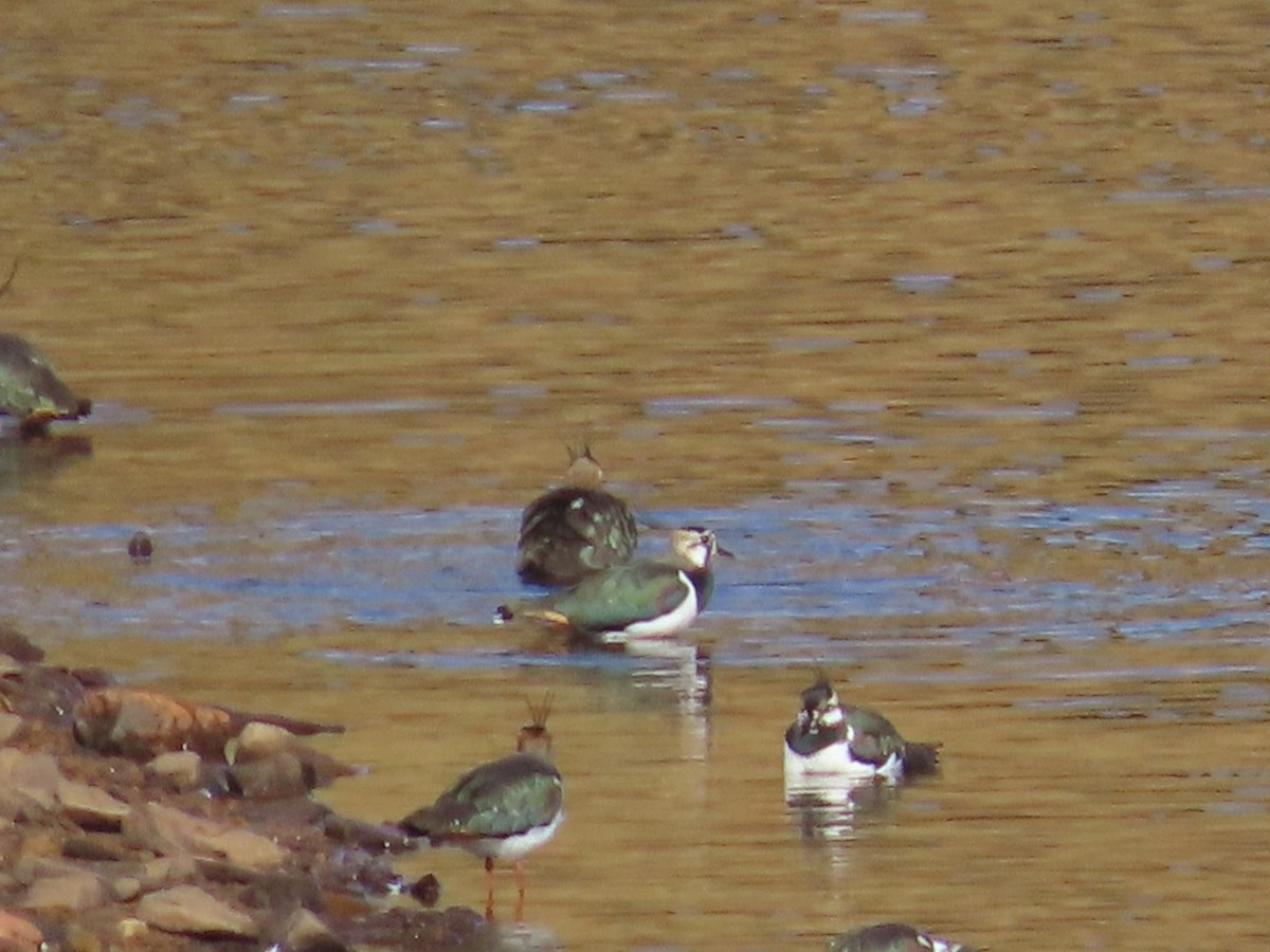 Northern Lapwing - ML615578151