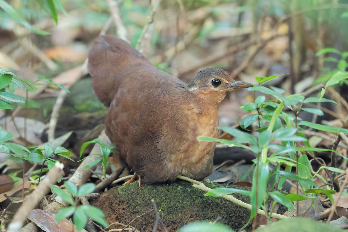 Brown Mesite - Mario Vigo