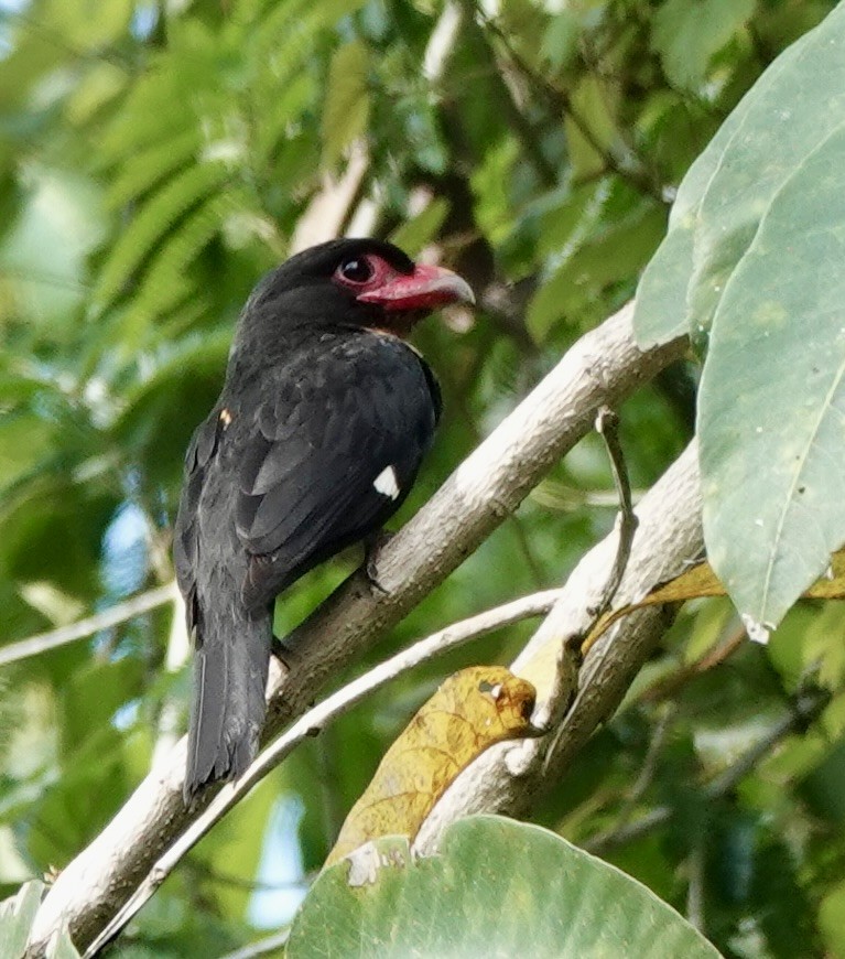 Dusky Broadbill - ML615578306