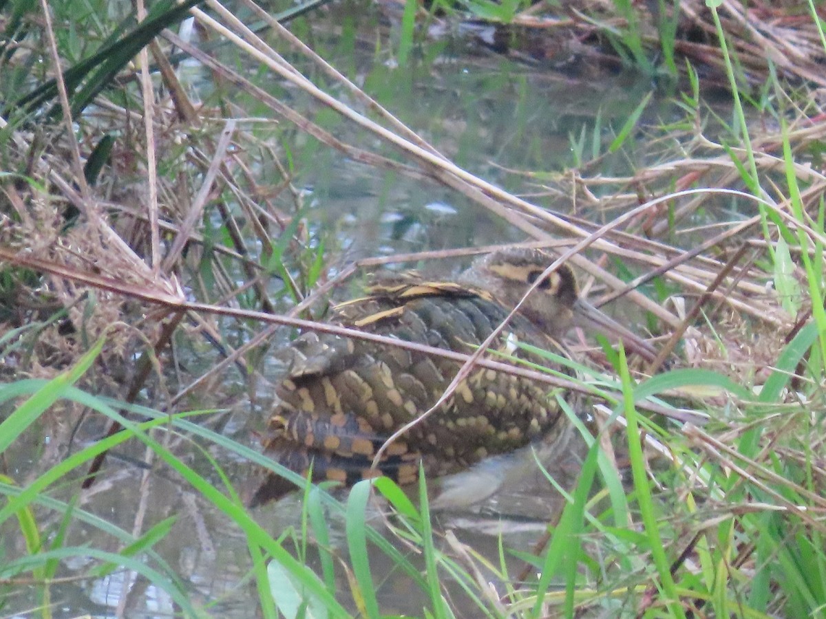 Greater Painted-Snipe - ML615578313