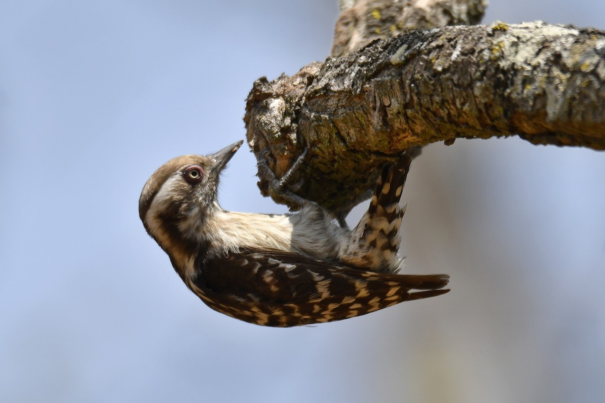 Brown-capped Pygmy Woodpecker - ML615578342