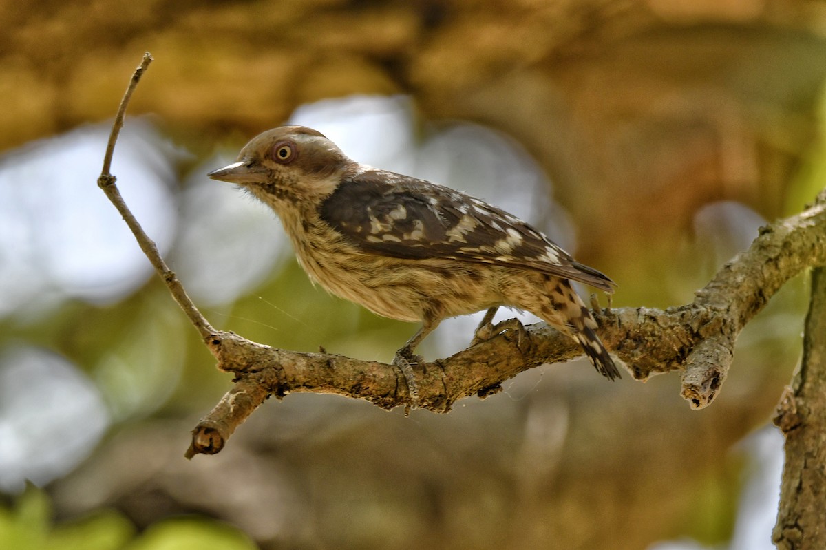 Brown-capped Pygmy Woodpecker - ML615578371