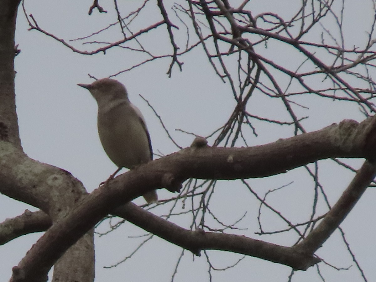 White-shouldered Starling - ML615578386