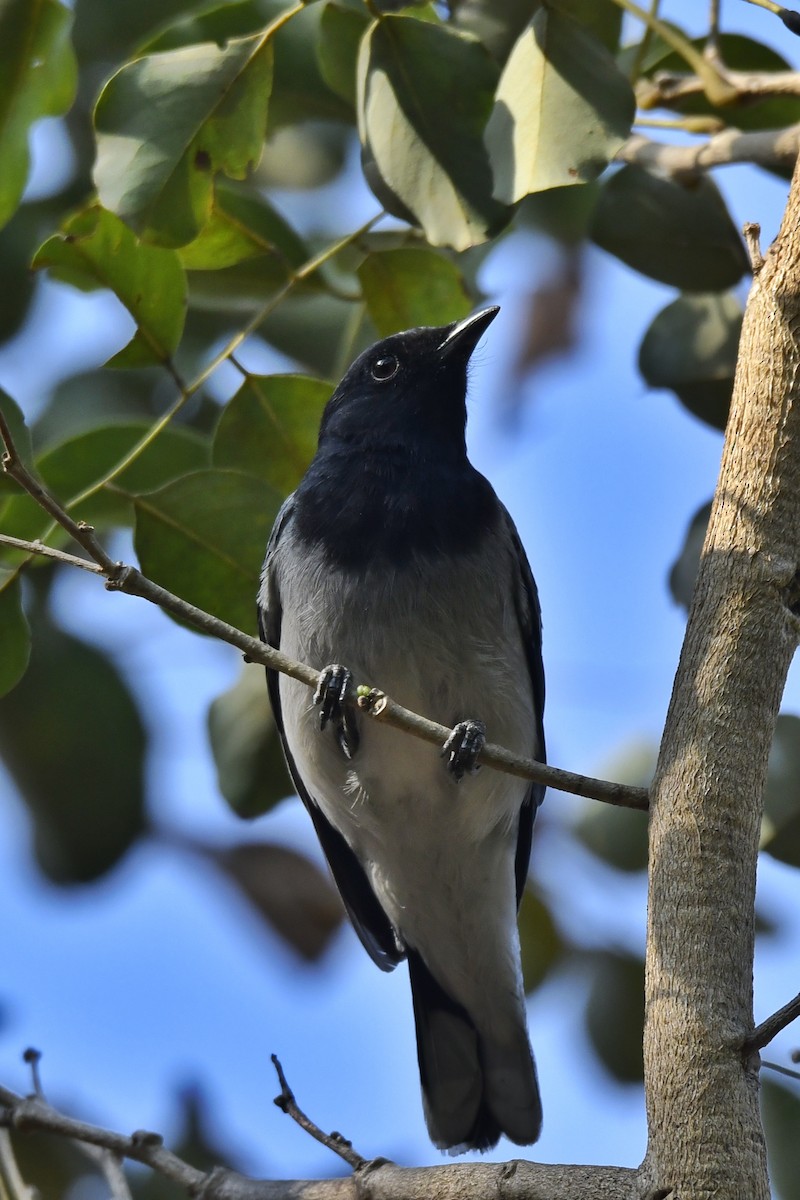 Black-headed Cuckooshrike - ML615578395