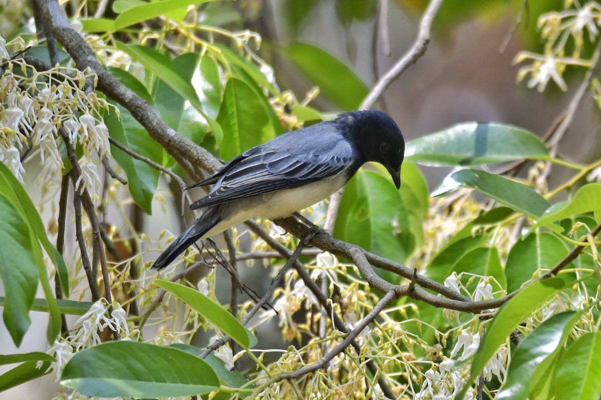 Black-headed Cuckooshrike - ML615578400