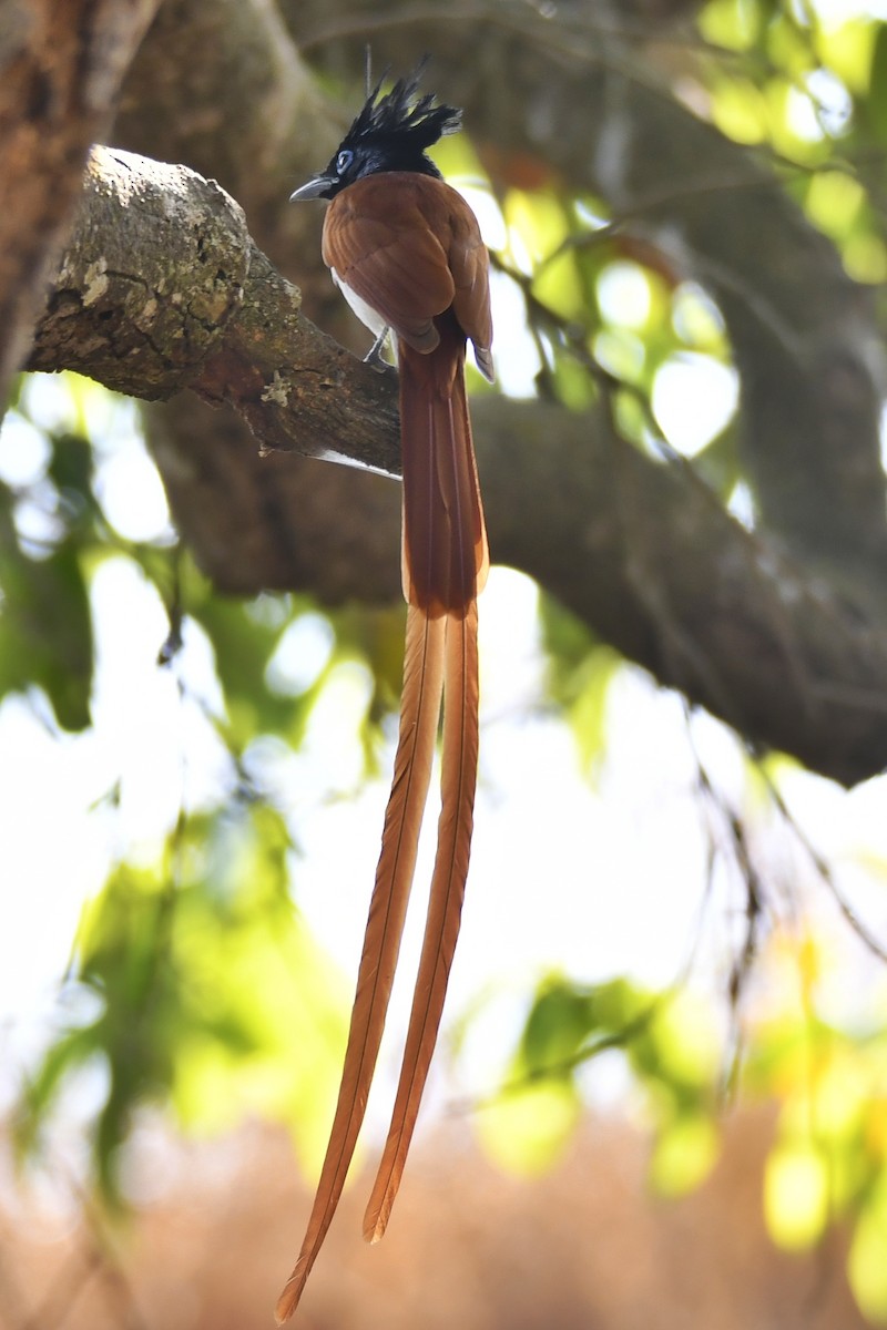 Indian Paradise-Flycatcher - ML615578409