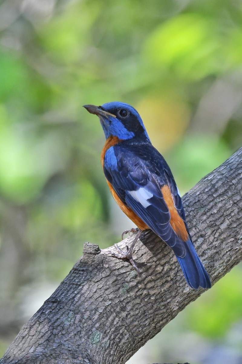 Blue-capped Rock-Thrush - ML615578429
