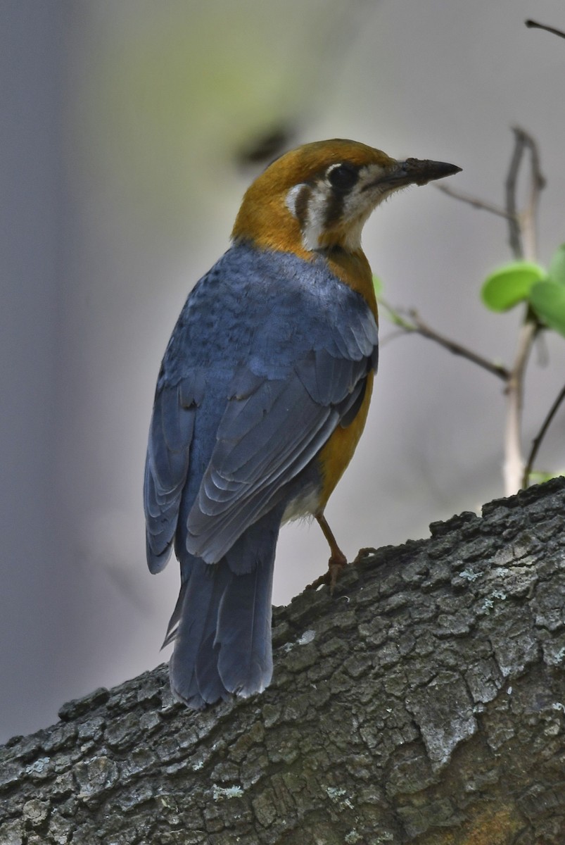 橙頭地鶇 - ML615578446