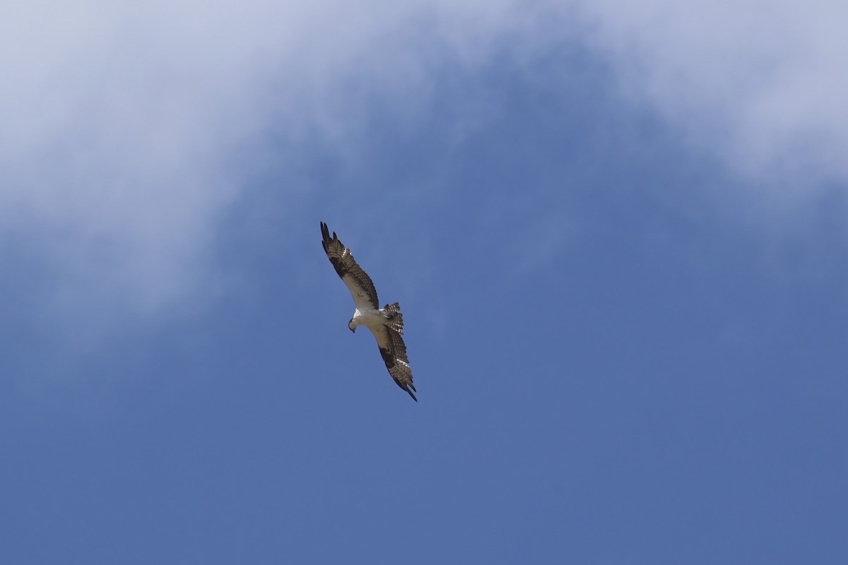 Osprey (carolinensis) - Jildert Hijlkema