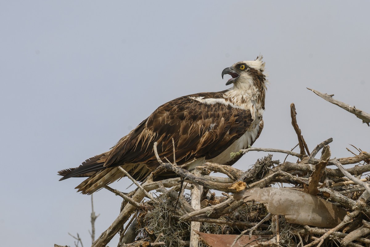 Águila Pescadora - ML615578507