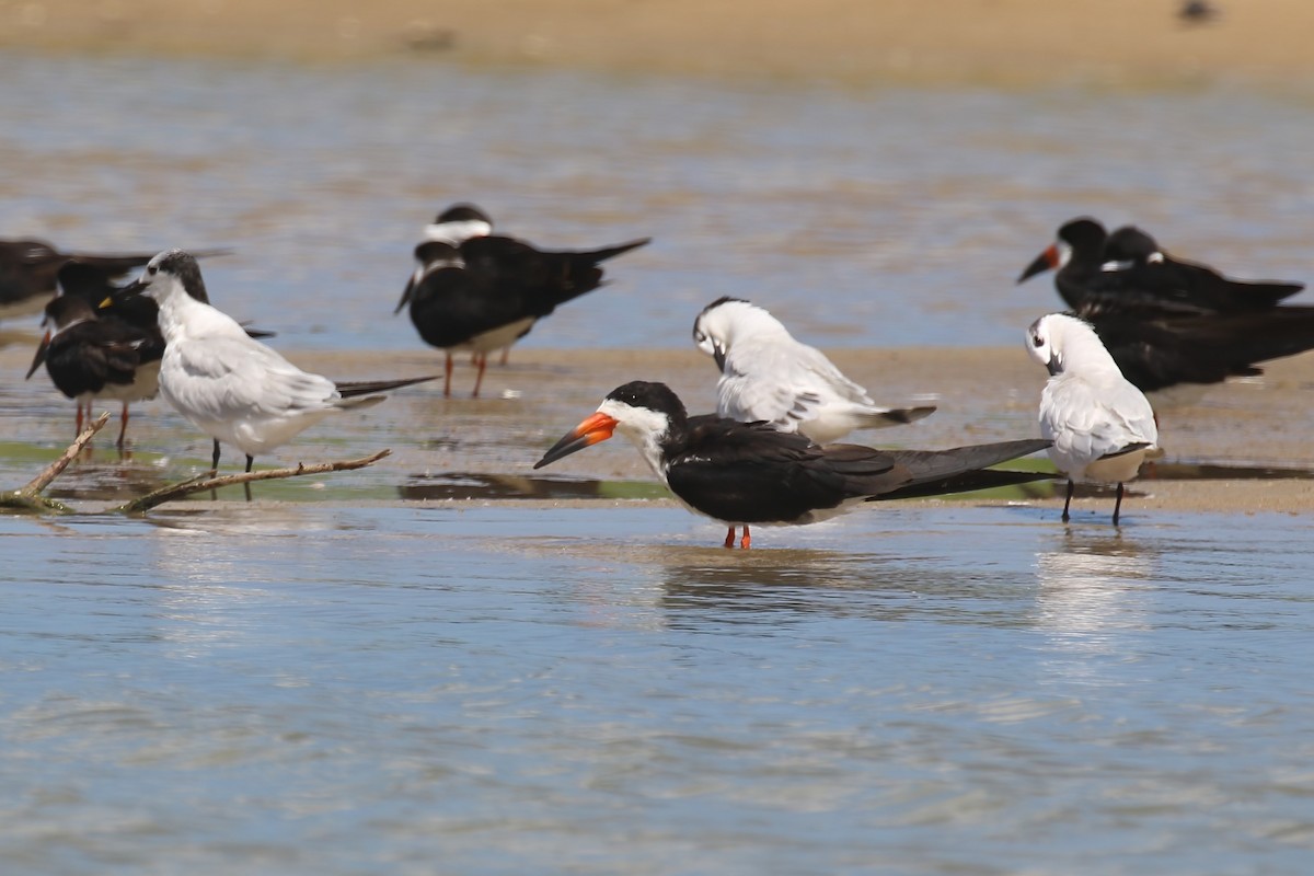 Black Skimmer (cinerascens) - ML615578523