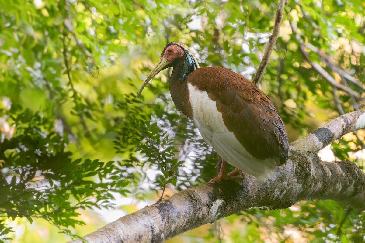 ibis madagaskarský - ML615578552