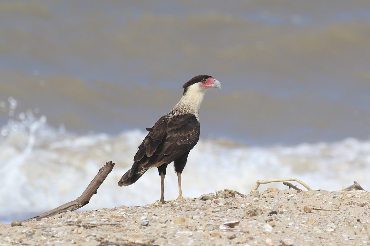 Crested Caracara (Northern) - ML615578558