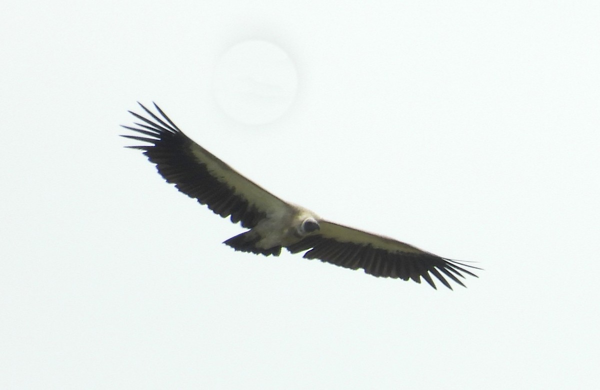 White-backed Vulture - ML615578564