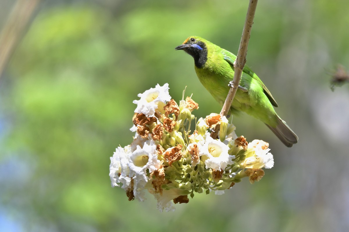 Golden-fronted Leafbird - ML615578575