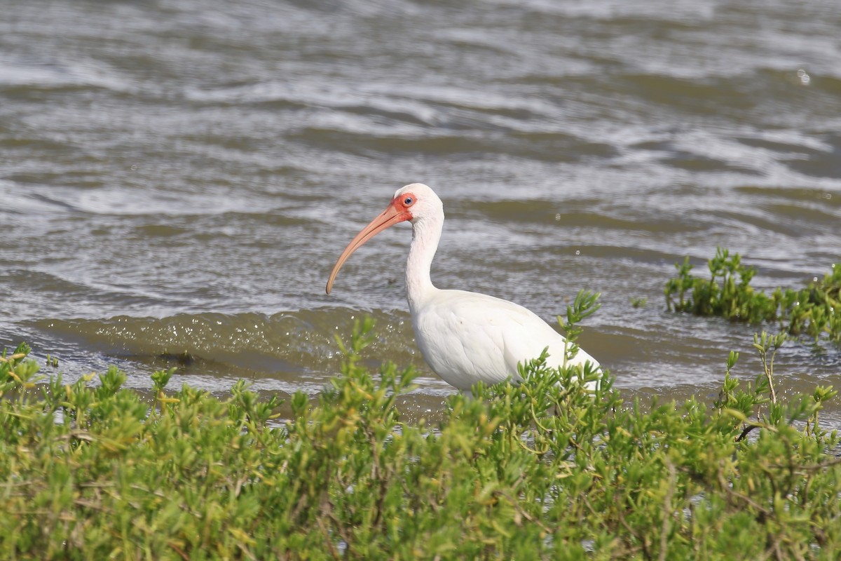 ibis bílý - ML615578579