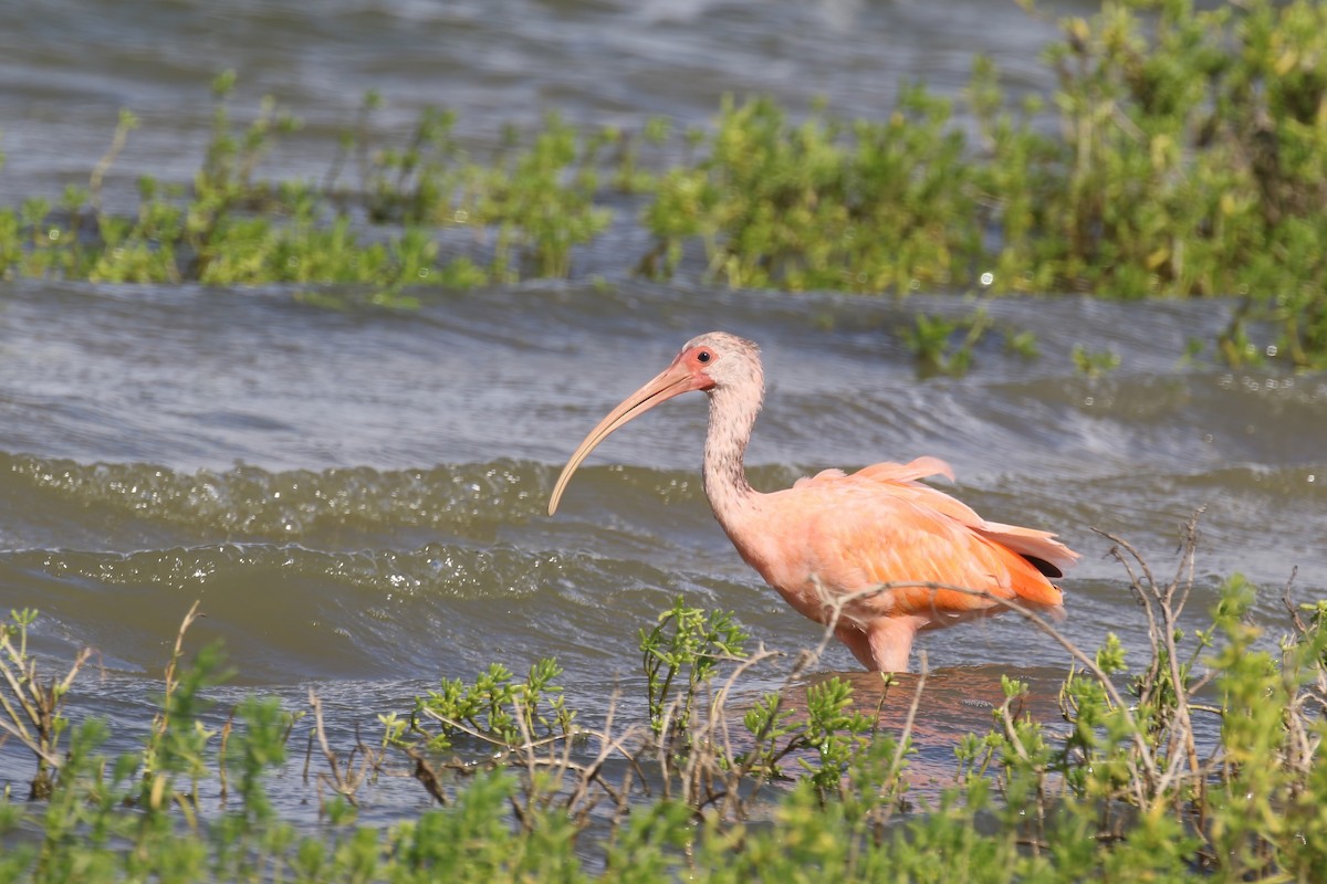 Scarlet Ibis - ML615578580