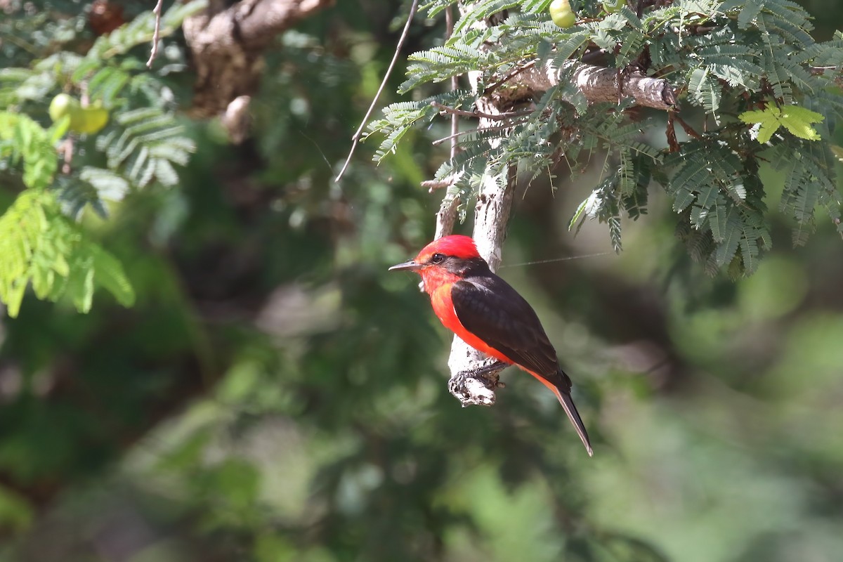 Vermilion Flycatcher - ML615578587