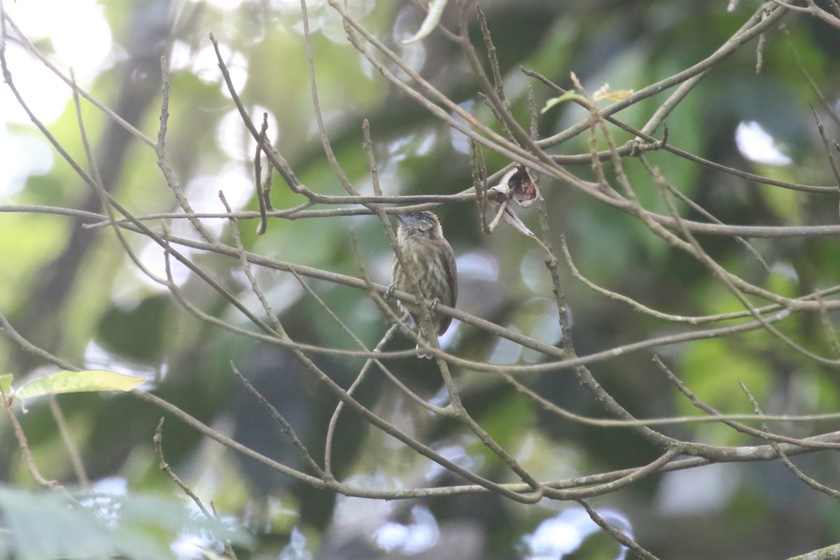 Olivaceous Piculet - ML615578595
